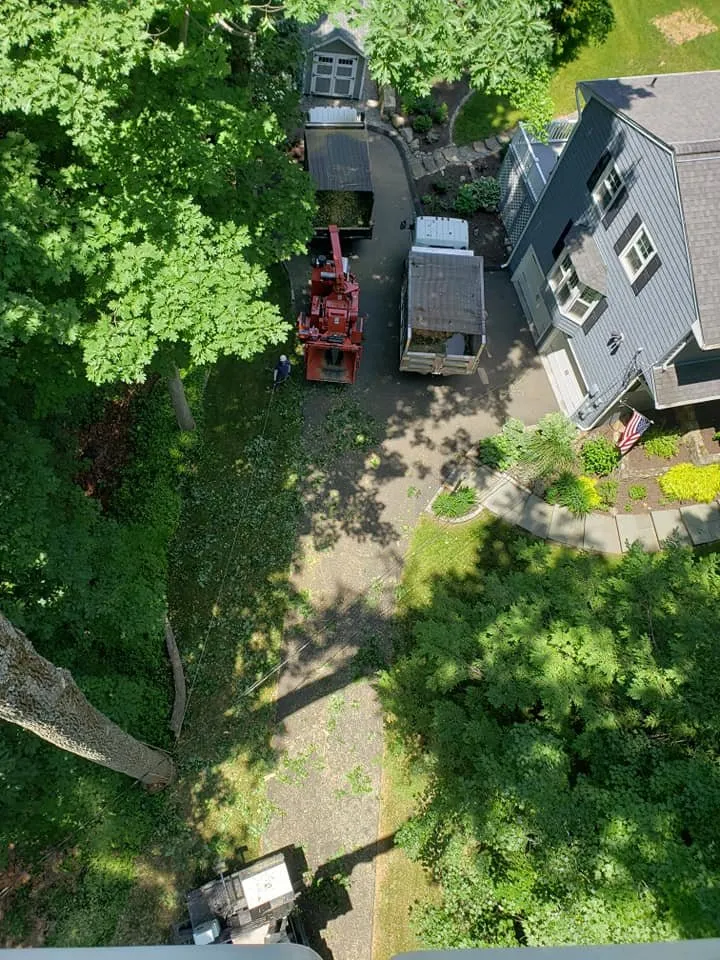 Professional landscape design for beautiful yards across Bethel, CT - Ceciliano's Tree Services