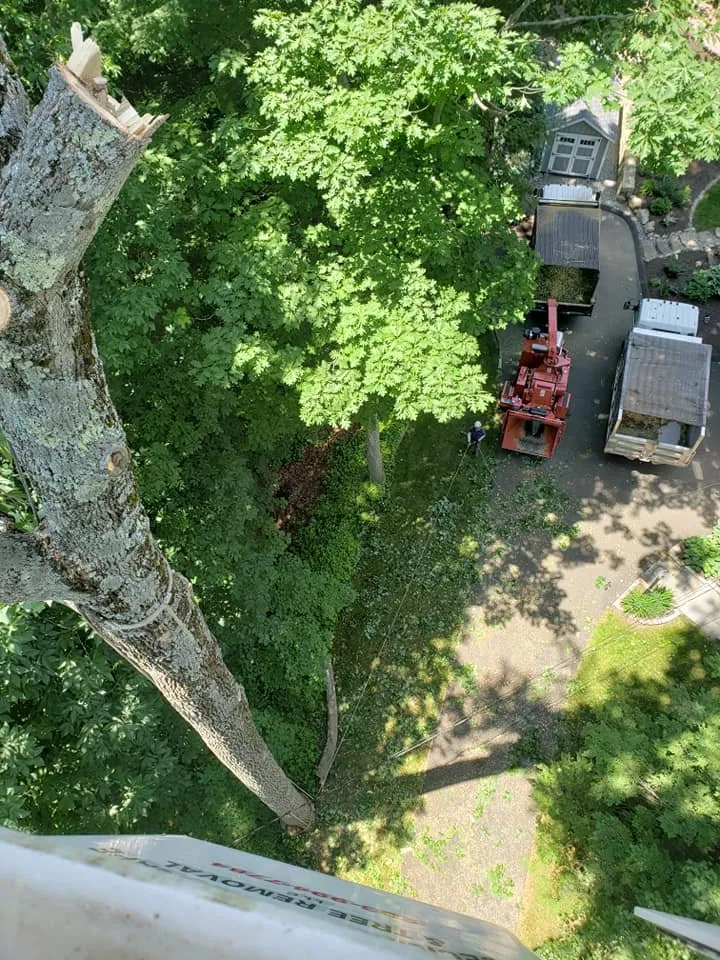 Local outdoor landscaping in Bethel, CT by Ceciliano's Tree Services