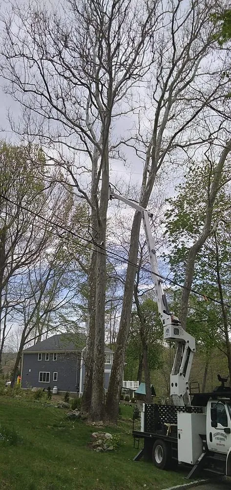 Local garden landscaping for homes in Bethel, CT by Ceciliano's Tree Services