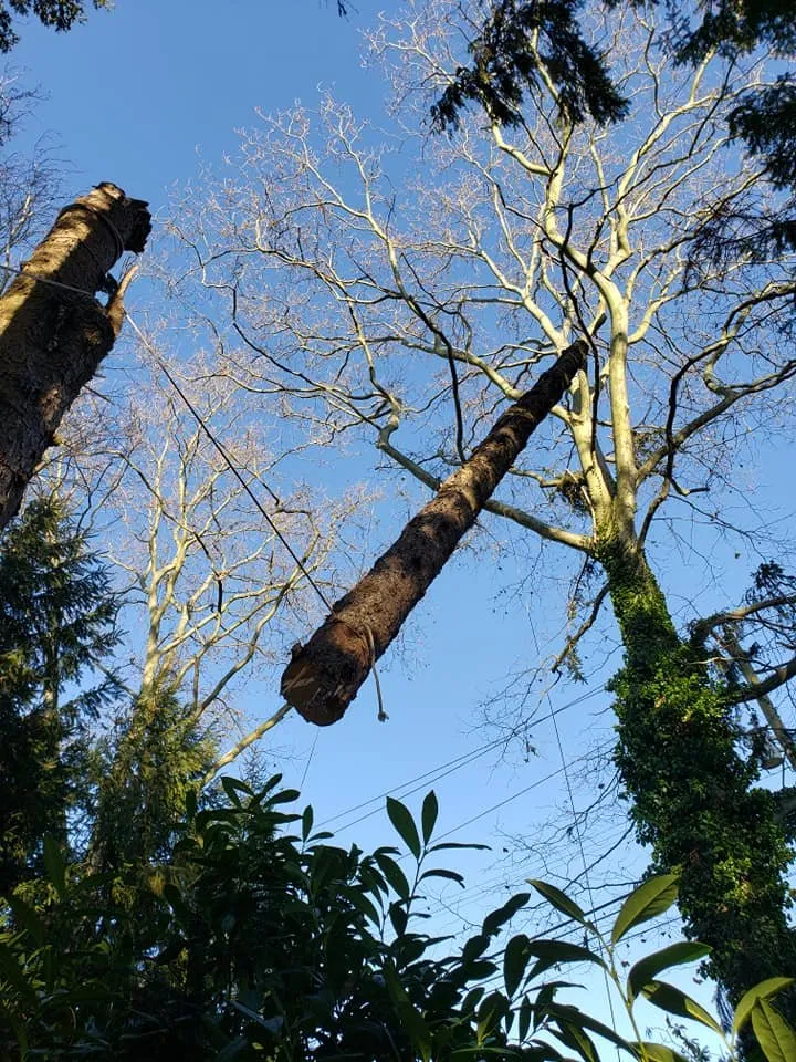 Affordable outdoor landscaping in Bethel, CT - Ceciliano's Tree Services