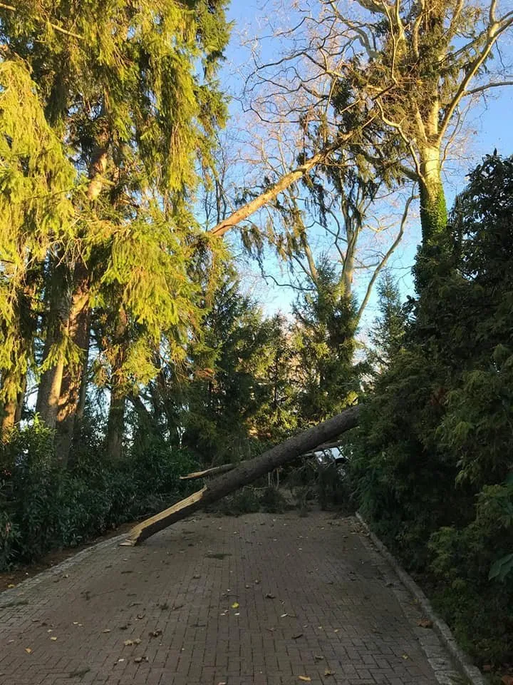 Top-rated garden landscaping experts serving Bethel, CT - Ceciliano's Tree Services