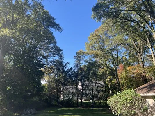 Ceciliano's Tree Services