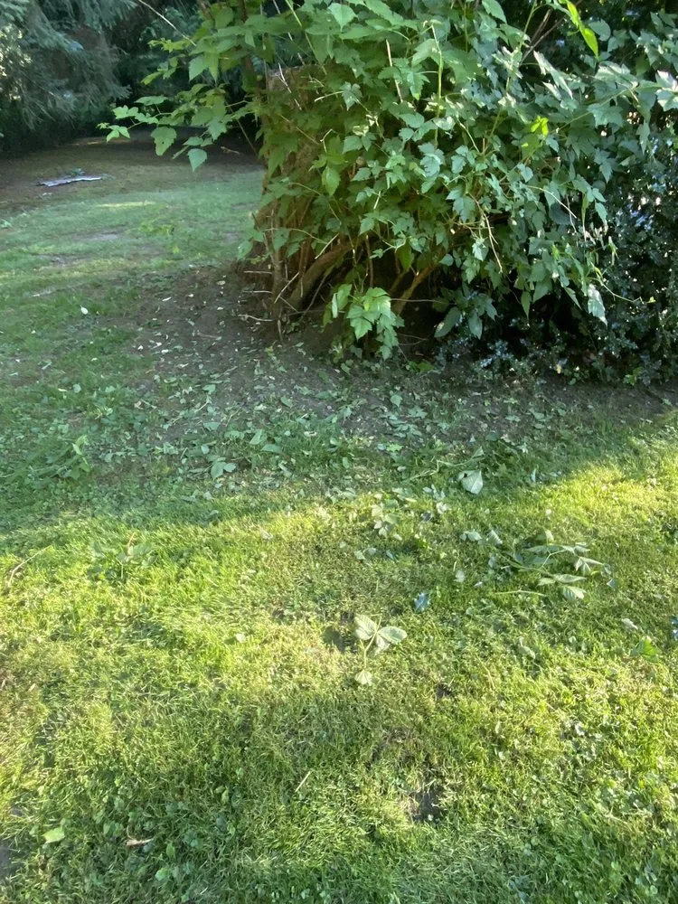 Trusted lawn care service for beautiful yards in Black Diamond, WA by Cedar County Landscaping