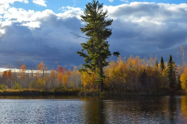 Cedar Drive Excavating Logo