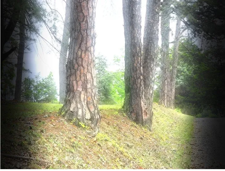 Professional landscape installation in Charlottesville, VA - Cedar Footprints