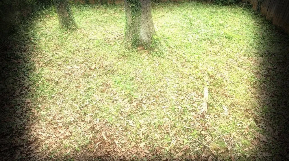 Trusted landscaping services experts serving Charlottesville, VA - Cedar Footprints