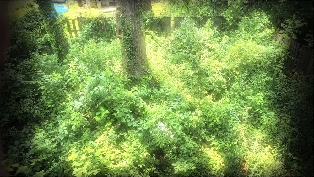 Affordable yard cleanup service in Charlottesville, VA by Cedar Footprints