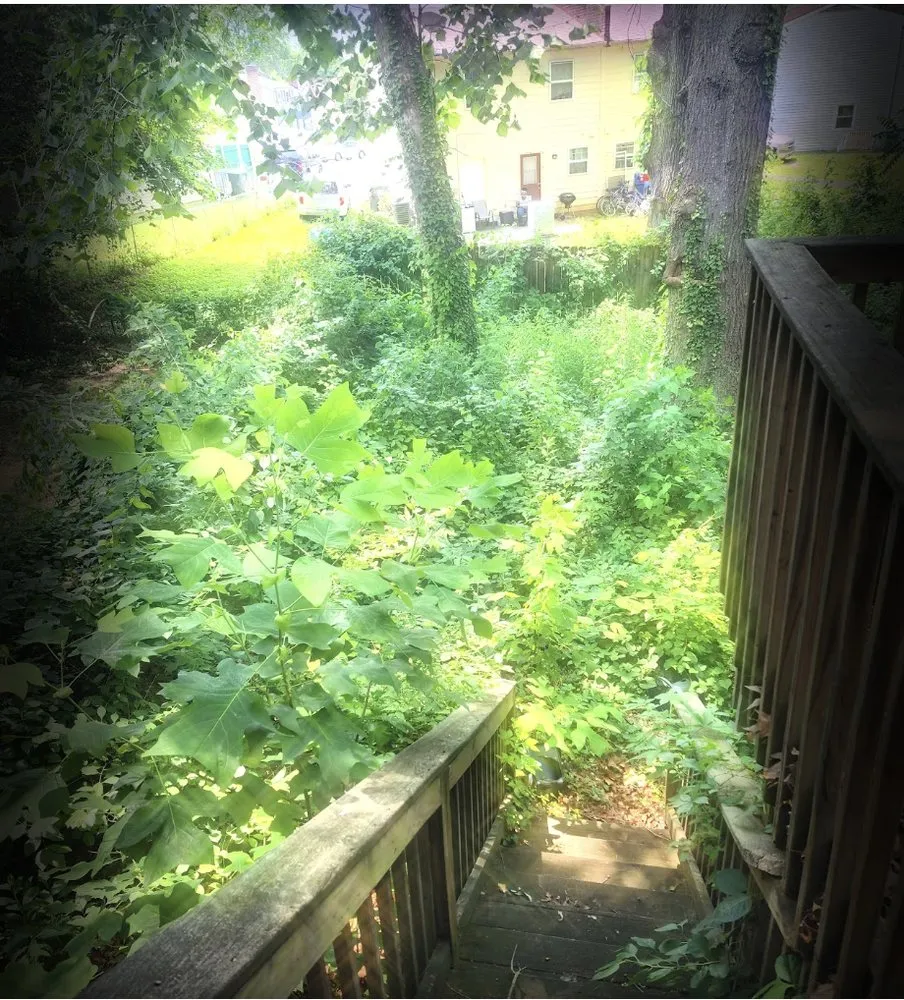 Professional yard maintenance in Charlottesville, VA by Cedar Footprints