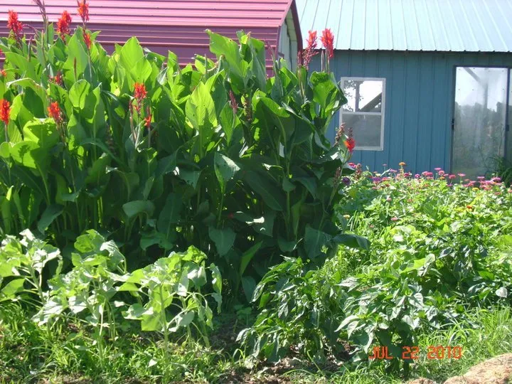 Custom lawn mowing service for outdoor upgrades across Seymour, MO - Cedar Gap Top Soil