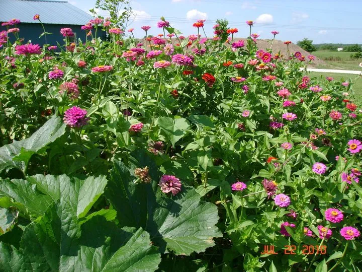 Top-rated landscape design experts serving Seymour, MO - Cedar Gap Top Soil