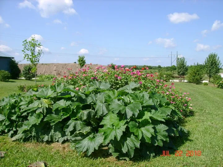 Expert landscape design in Seymour, MO - Cedar Gap Top Soil