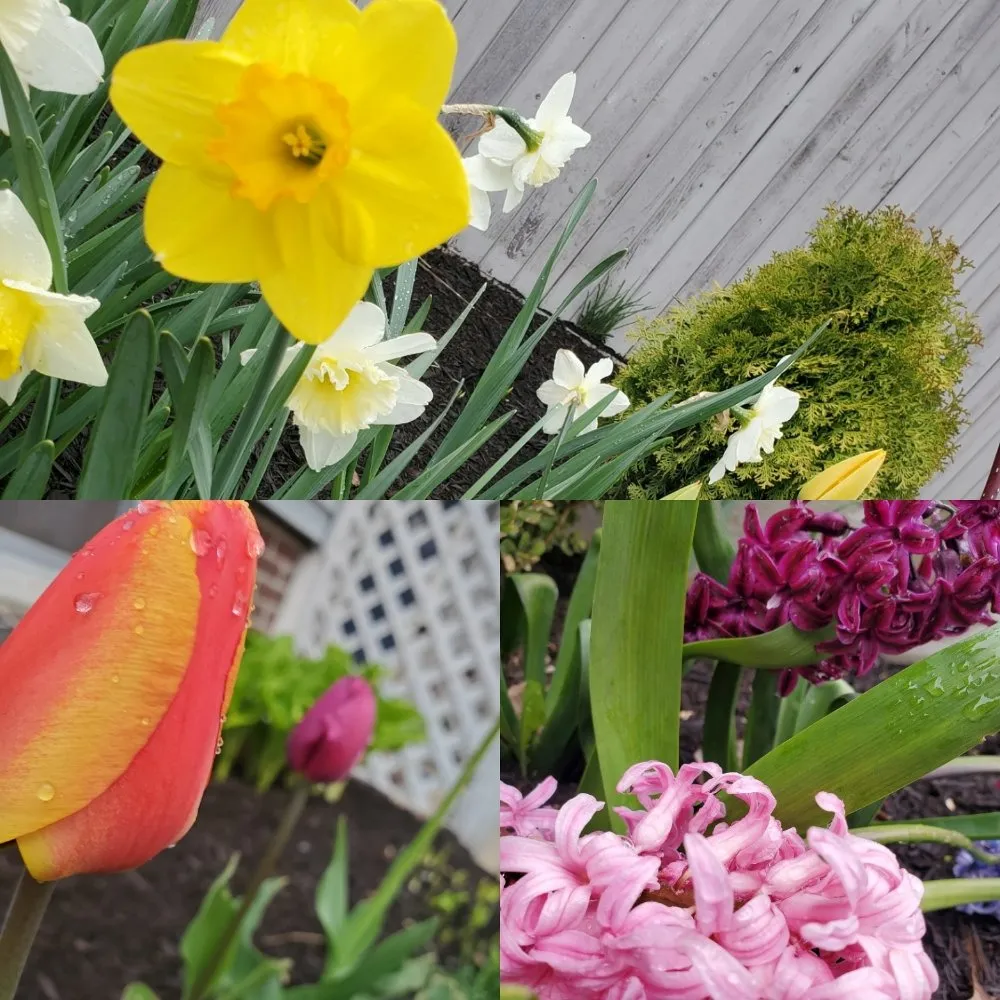 Custom landscape installation in Easthampton, MA by Cedar Horticulture