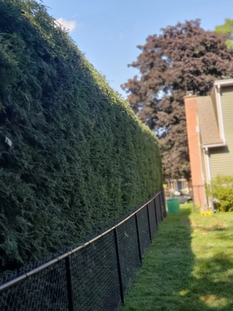 Trusted lawn care service in Easthampton, MA - Cedar Horticulture