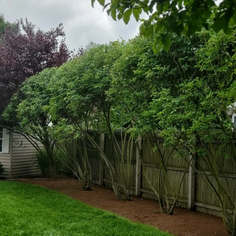 Custom yard maintenance in Easthampton, MA by Cedar Horticulture