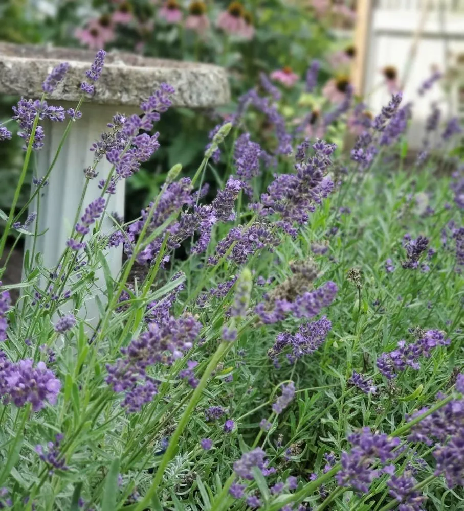 Affordable lawn mowing service in Easthampton, MA - Cedar Horticulture