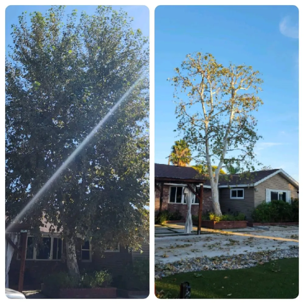 Top-rated yard cleanup service for year-round maintenance in Los Angeles, CA by Cedar Lake Gardening Services