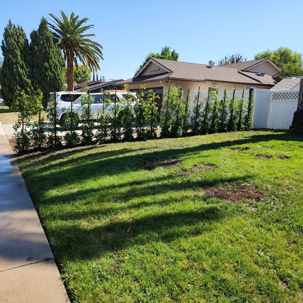 Custom yard cleanup service for beautiful yards across Los Angeles, CA - Cedar Lake Gardening Services