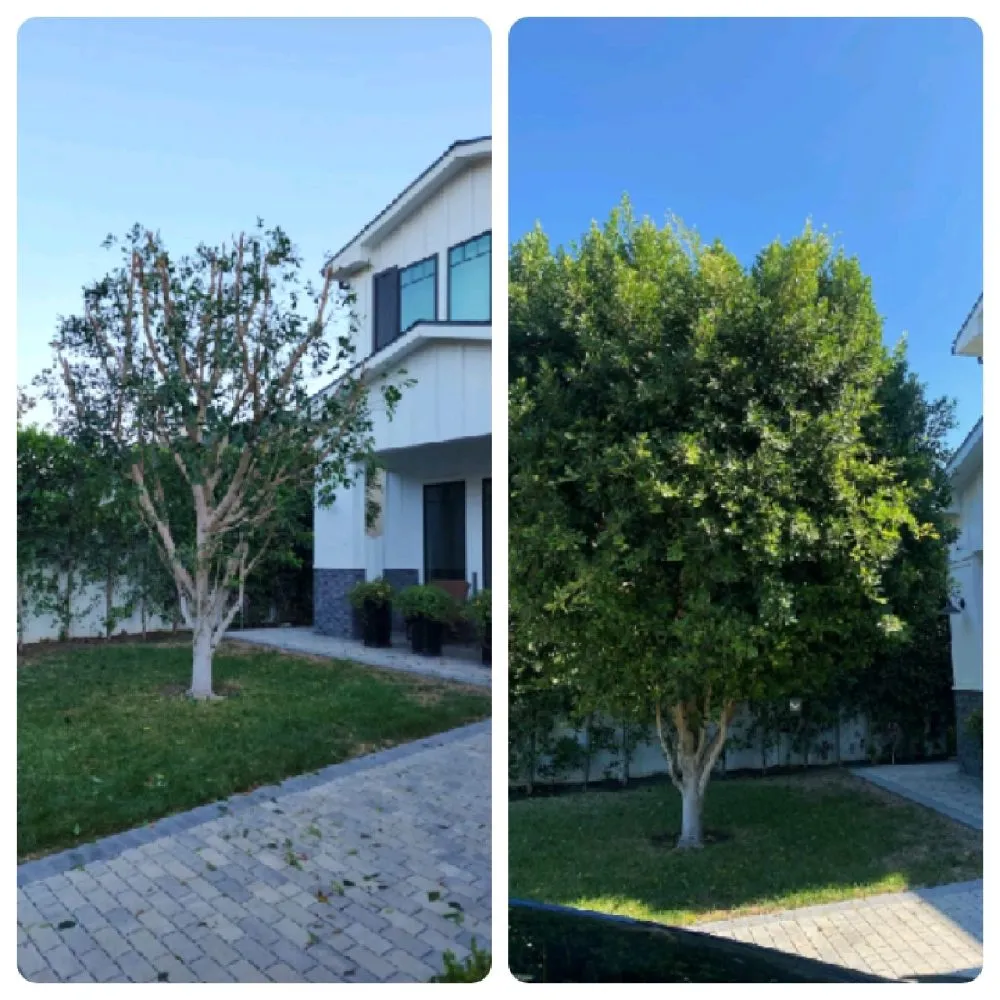 Trusted landscape installation for year-round maintenance across Los Angeles, CA - Cedar Lake Gardening Services