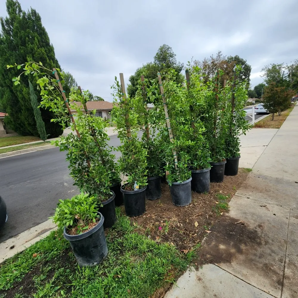 Custom landscape design in Los Angeles, CA - Cedar Lake Gardening Services