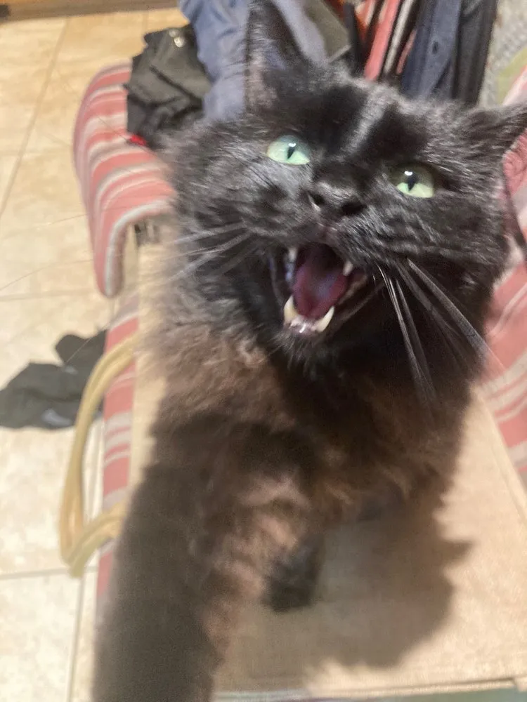 Trusted landscape design for homes across Los Angeles, CA - Cedar Lake Gardening Services