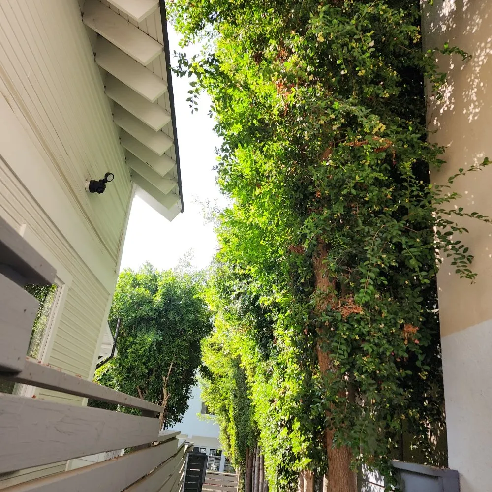 Expert landscaping services for beautiful yards across Los Angeles, CA - Cedar Lake Gardening Services