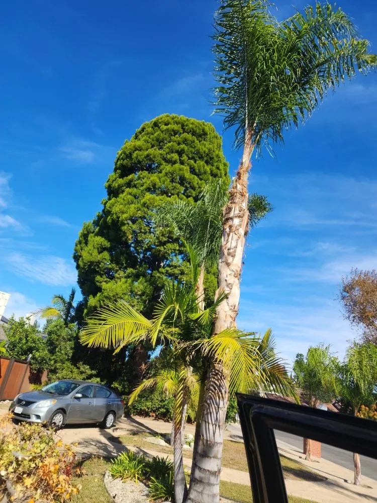 Expert outdoor landscaping for beautiful yards in Los Angeles, CA by Cedar Lake Gardening Services