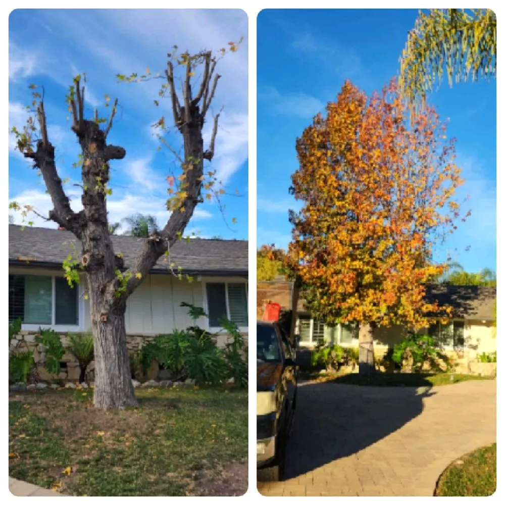 Top-rated garden landscaping for homes in Los Angeles, CA by Cedar Lake Gardening Services