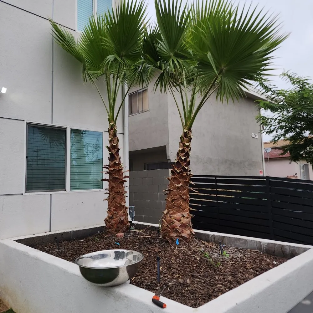 Reliable landscaping services for beautiful yards across Los Angeles, CA - Cedar Lake Gardening Services