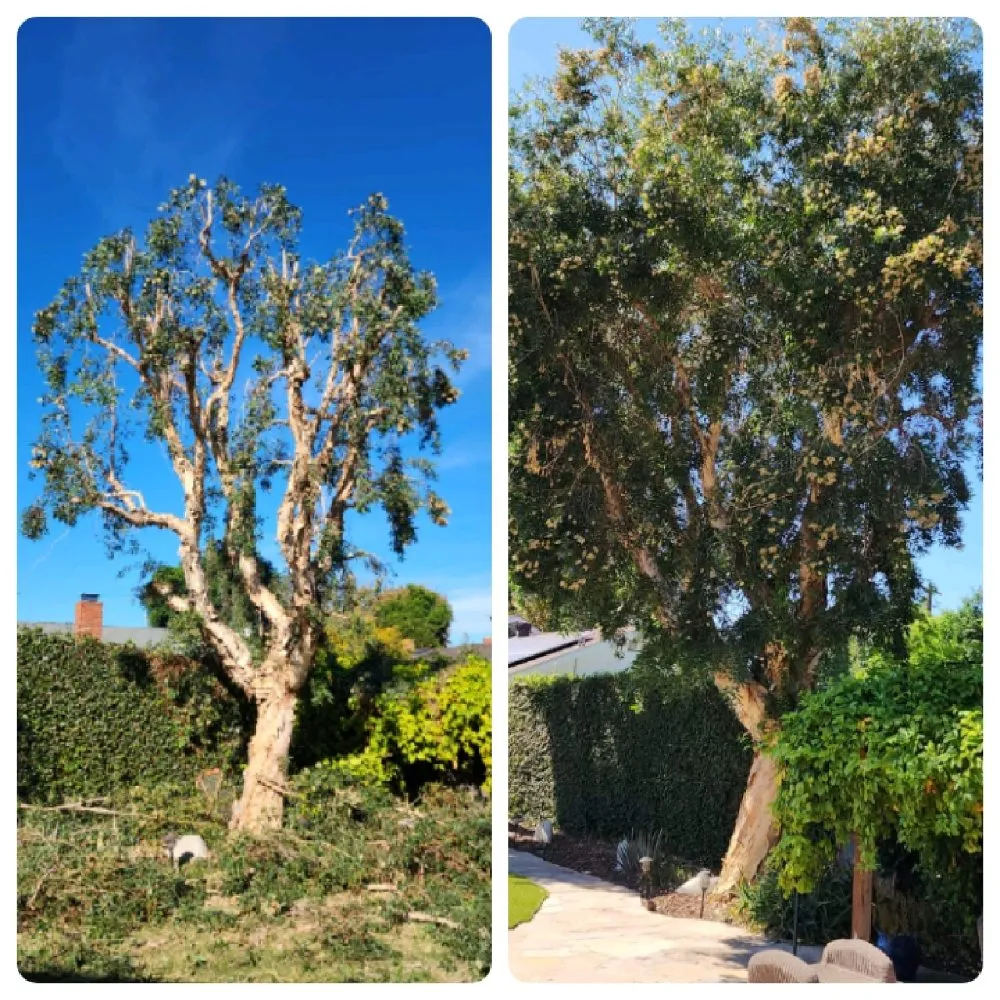 Expert outdoor landscaping in Los Angeles, CA by Cedar Lake Gardening Services