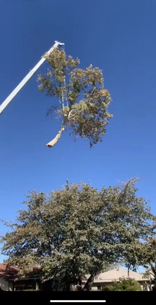 Custom outdoor landscaping for outdoor upgrades across Albuquerque, NM - Cedar Landscaping and Tree Care