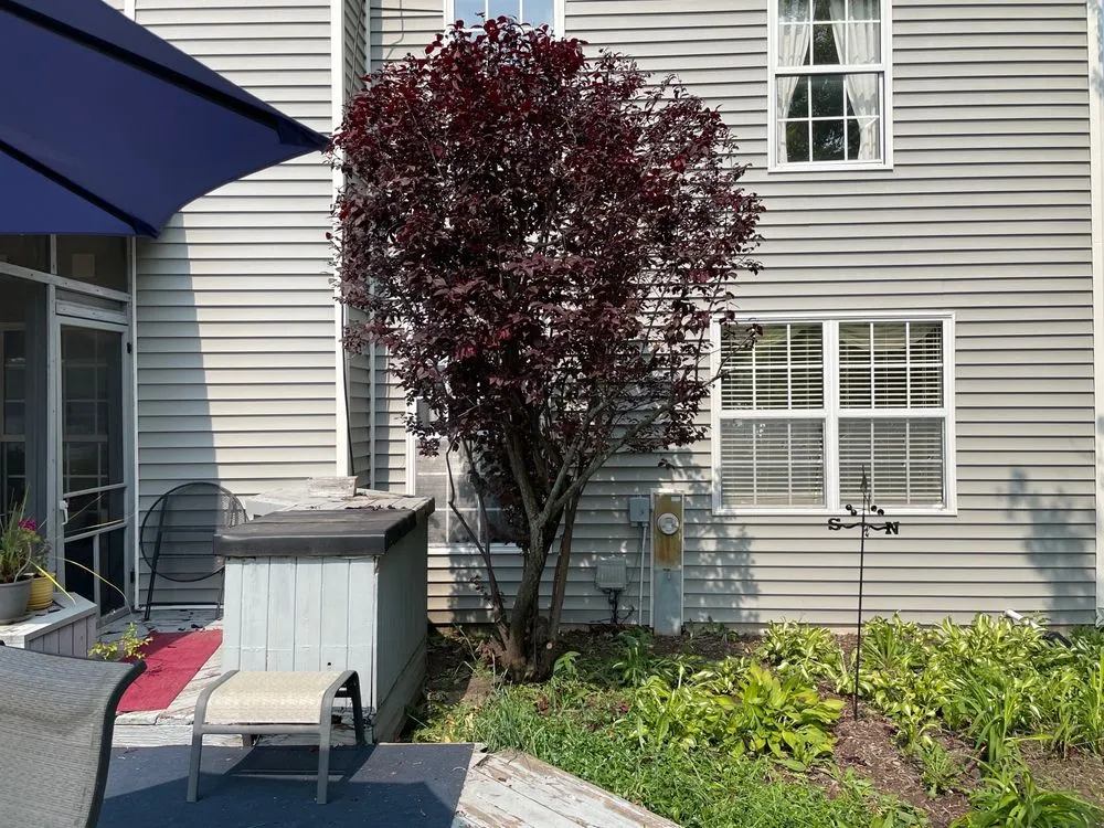 Expert yard cleanup service in Albuquerque, NM - Cedar Landscaping and Tree Care