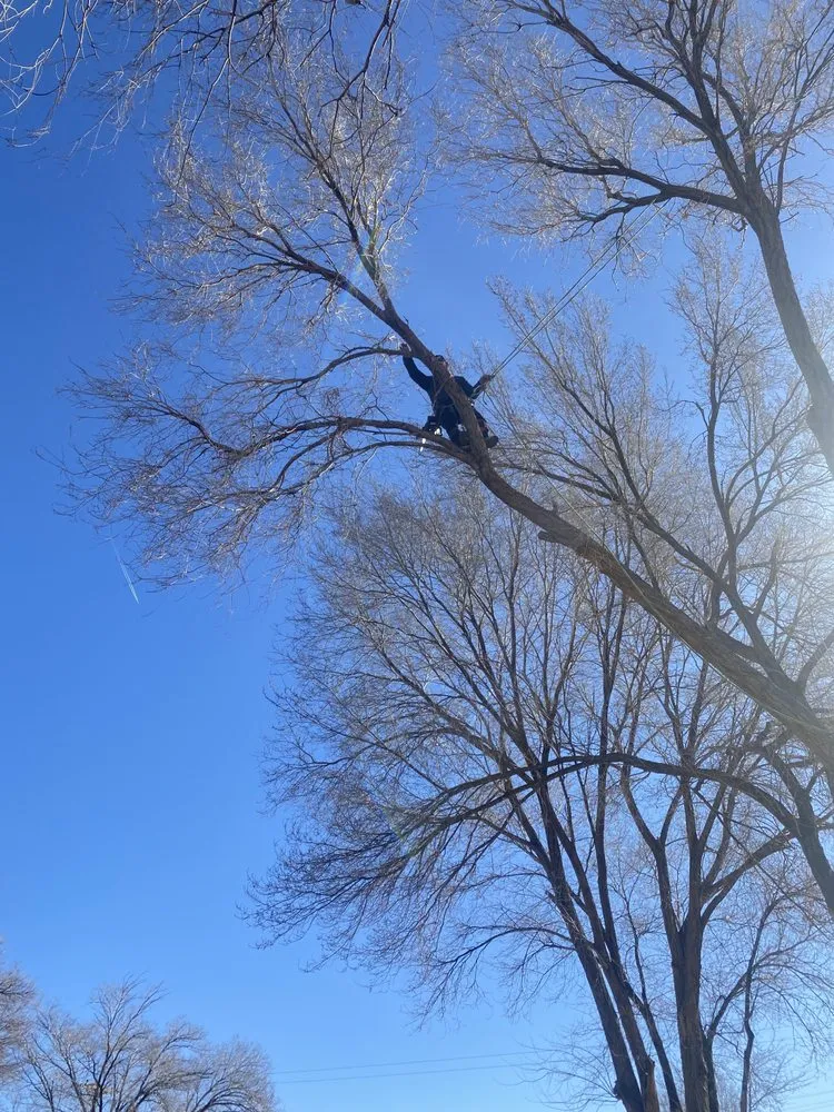 Reliable yard cleanup service with custom design in Albuquerque, NM by Cedar Landscaping and Tree Care