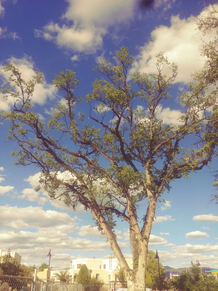 Reliable landscape installation for beautiful yards across Albuquerque, NM - Cedar Landscaping and Tree Care