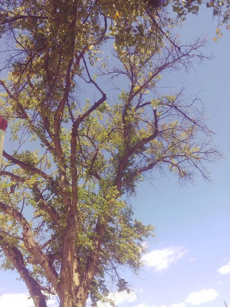 Reliable landscaping services experts serving Albuquerque, NM - Cedar Landscaping and Tree Care