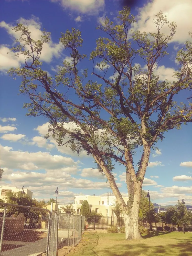 Top-rated lawn mowing service in Albuquerque, NM - Cedar Landscaping and Tree Care