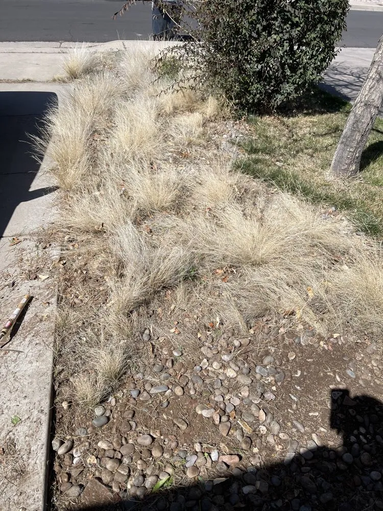 Reliable lawn care service in Albuquerque, NM by Cedar Landscaping and Tree Care