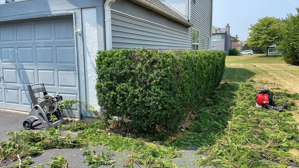 Professional yard maintenance in Albuquerque, NM by Cedar Landscaping and Tree Care