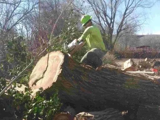 Custom yard maintenance experts serving Albuquerque, NM - Cedar Landscaping and Tree Care