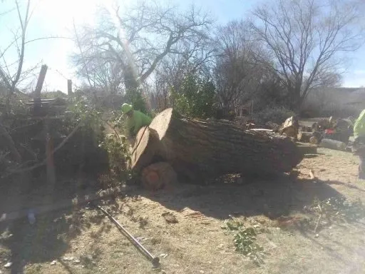 Expert landscape installation in Albuquerque, NM by Cedar Landscaping and Tree Care