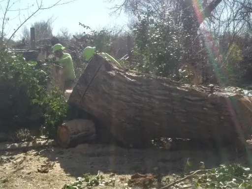 Top-rated landscaping services for homes in Albuquerque, NM by Cedar Landscaping and Tree Care