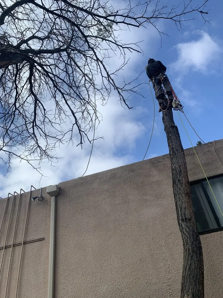 Expert yard maintenance for beautiful yards across Albuquerque, NM - Cedar Landscaping and Tree Care