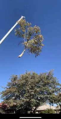 Cedar Landscaping and Tree Care Logo