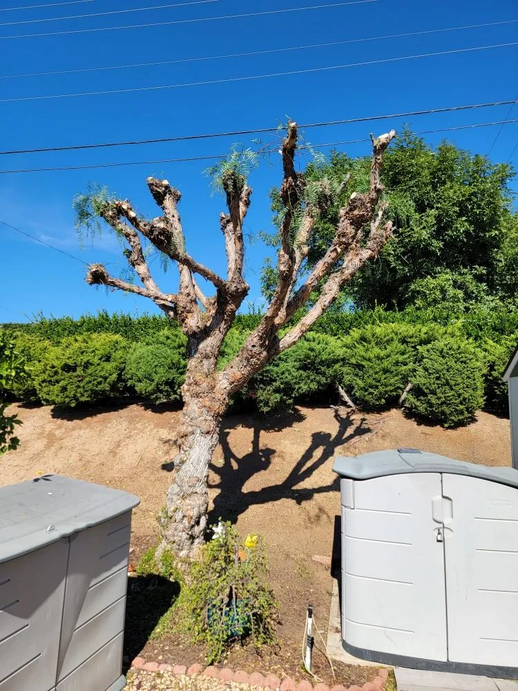 Custom lawn care service in Eastvale, CA by Cedar Landscaping Services