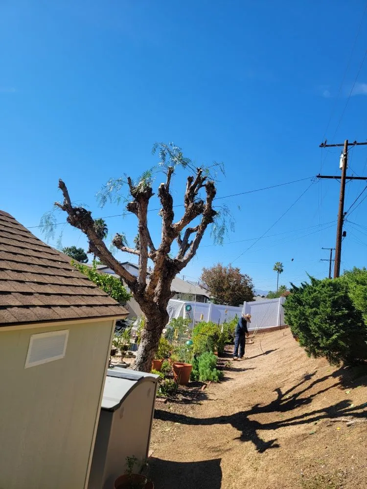 Affordable yard cleanup service near you in Eastvale, CA by Cedar Landscaping Services