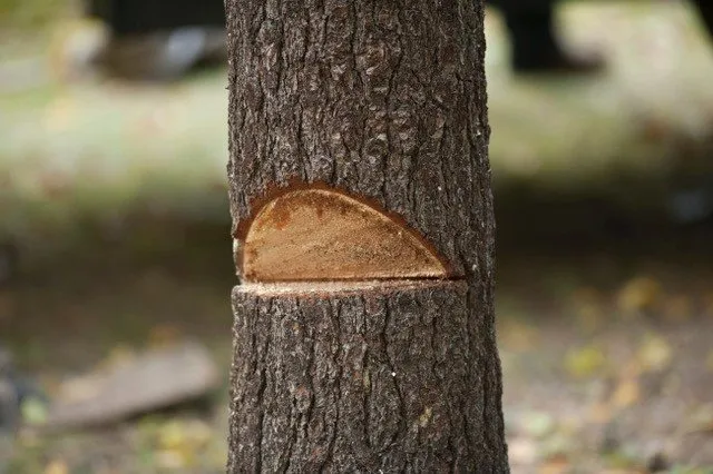 Trusted garden landscaping in East Greenwich, RI - Cedar Tree & Landscape Service