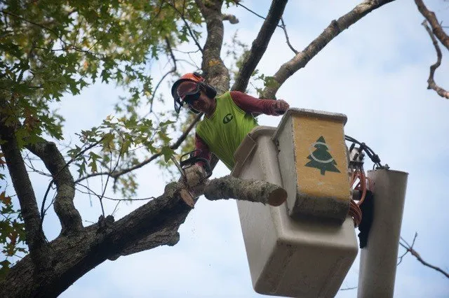 Affordable lawn care service near you across East Greenwich, RI - Cedar Tree & Landscape Service