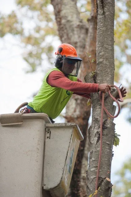 Top-rated lawn care service for outdoor upgrades across East Greenwich, RI - Cedar Tree & Landscape Service