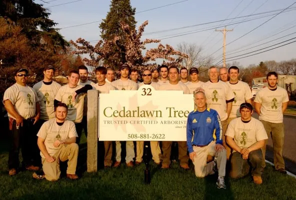 Cedarlawn Tree Logo