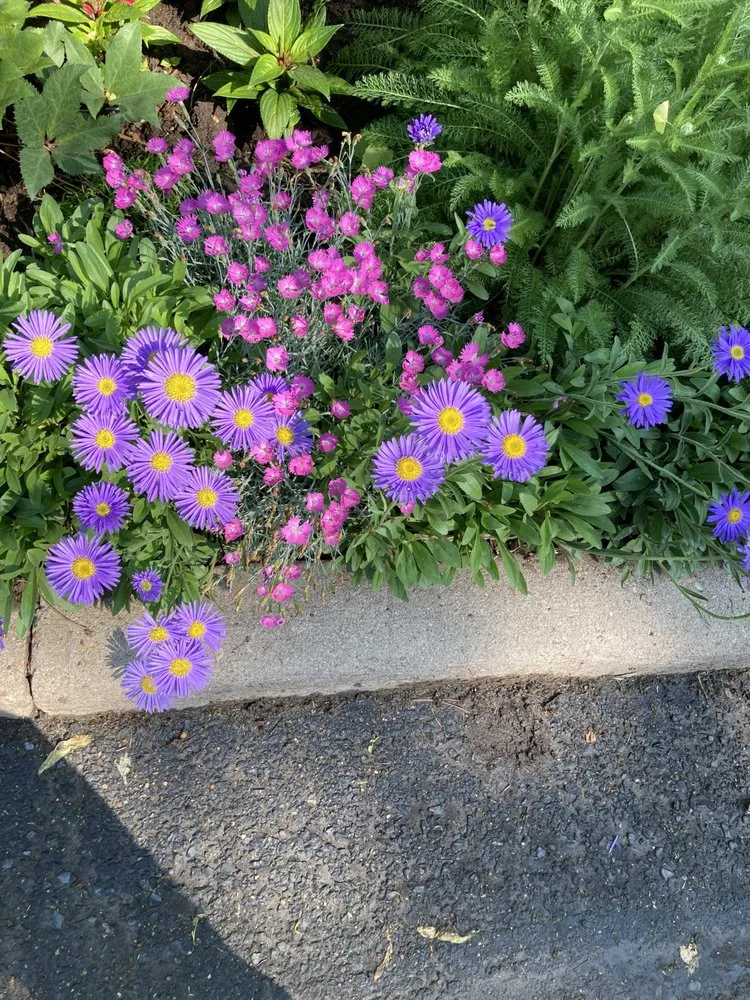 Local landscape design for residential properties in Denver, CO by Cedarwood Gardenscapes