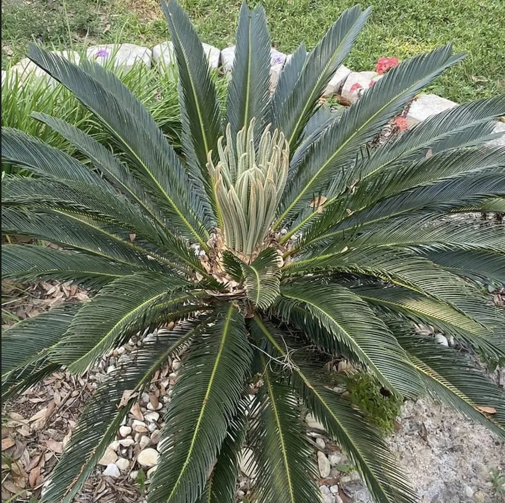 Top-rated landscaping services in Tampa, FL - Ceders Lawncare